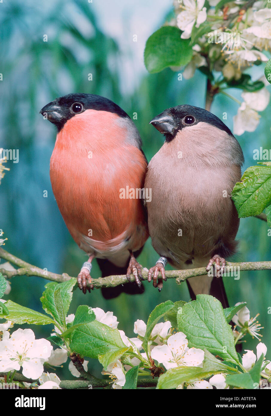 Gimpel Stockfoto