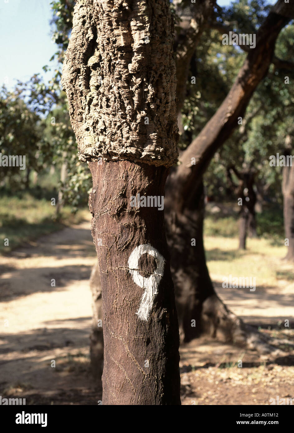 Kork entfernt aus nummerierten Baum im Rahmen der kommerziellen Produktion in Portugal Stockfoto