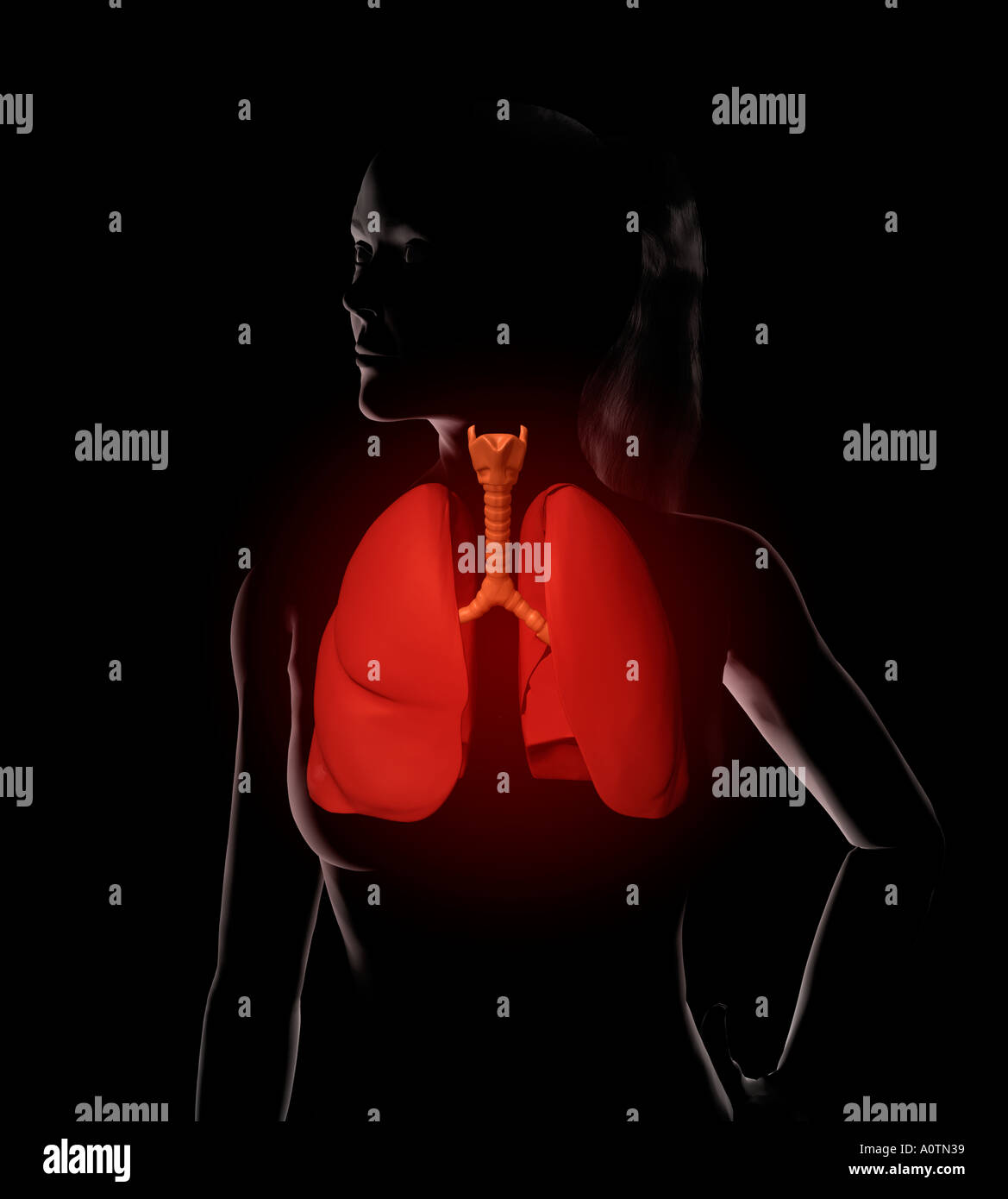 Abbildung einer Frau mit oberen Atemwege rot hervorgehoben Stockfoto