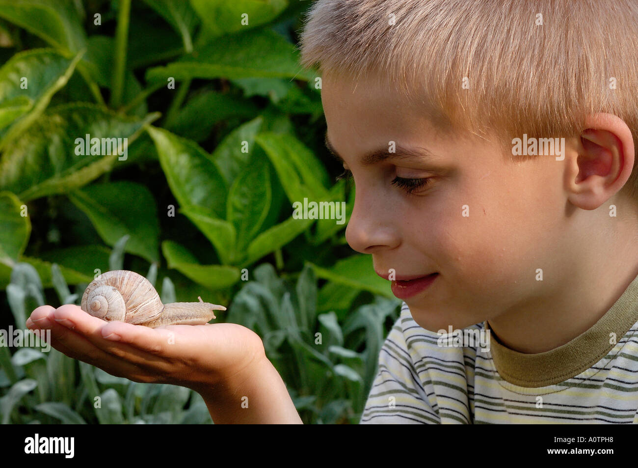Essbare Schnecken Stockfoto