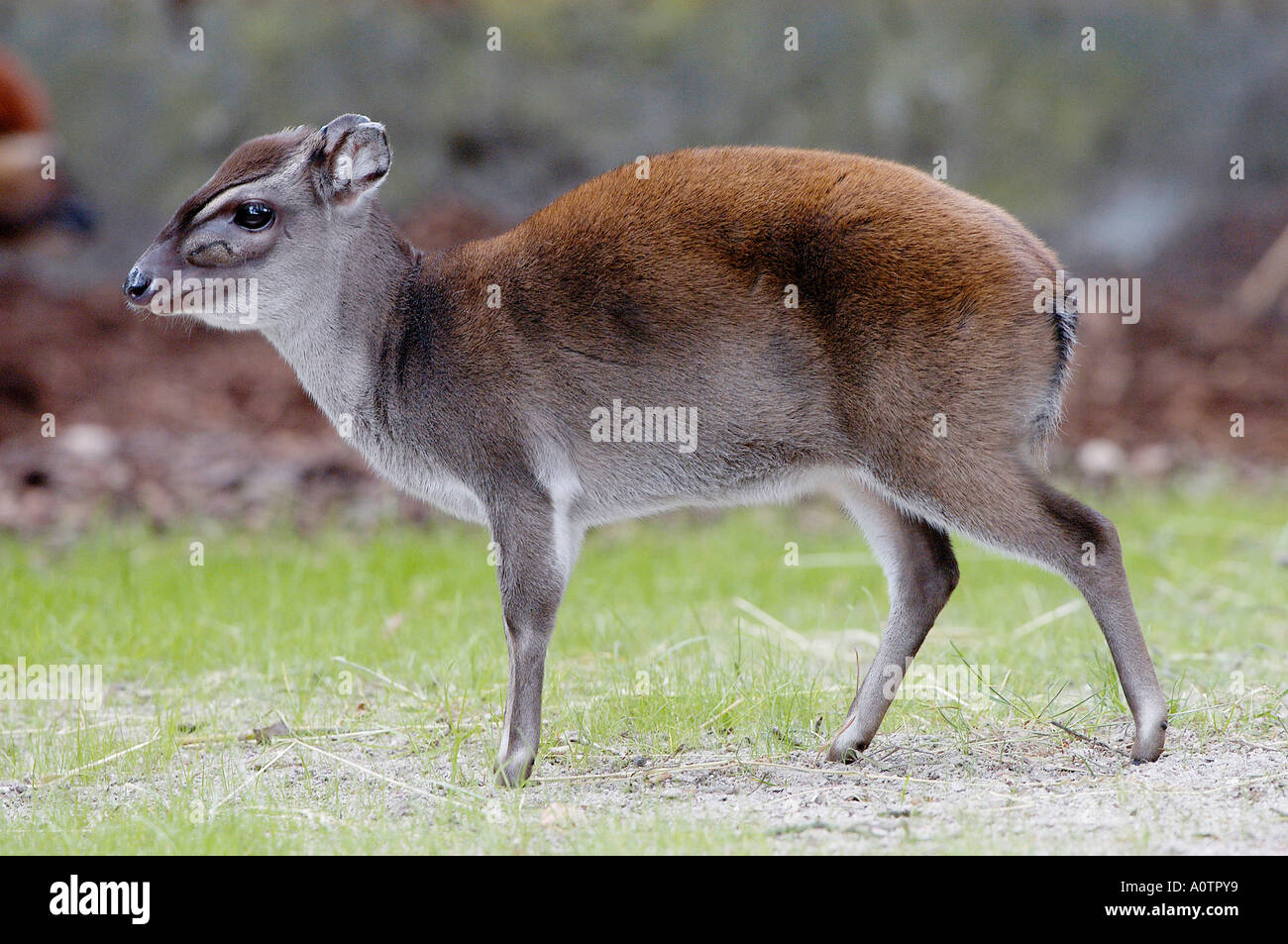 Blauer Duiker Stockfoto