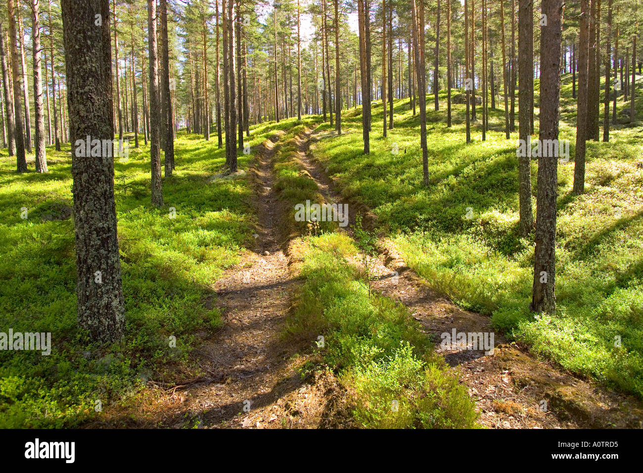 Alten Forststraße durch den finnischen Wald in der Nähe von Torsby in Värmland Grafschaft Schweden Stockfoto