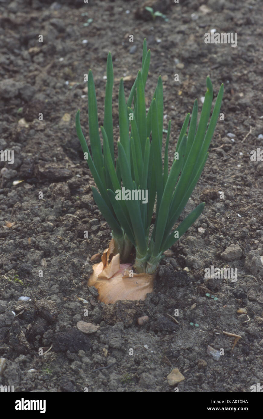 Allium Cepa. (Aggregatum Group) "Rote Sonne". Schalotte, beginnend in den Boden wachsen. Stockfoto