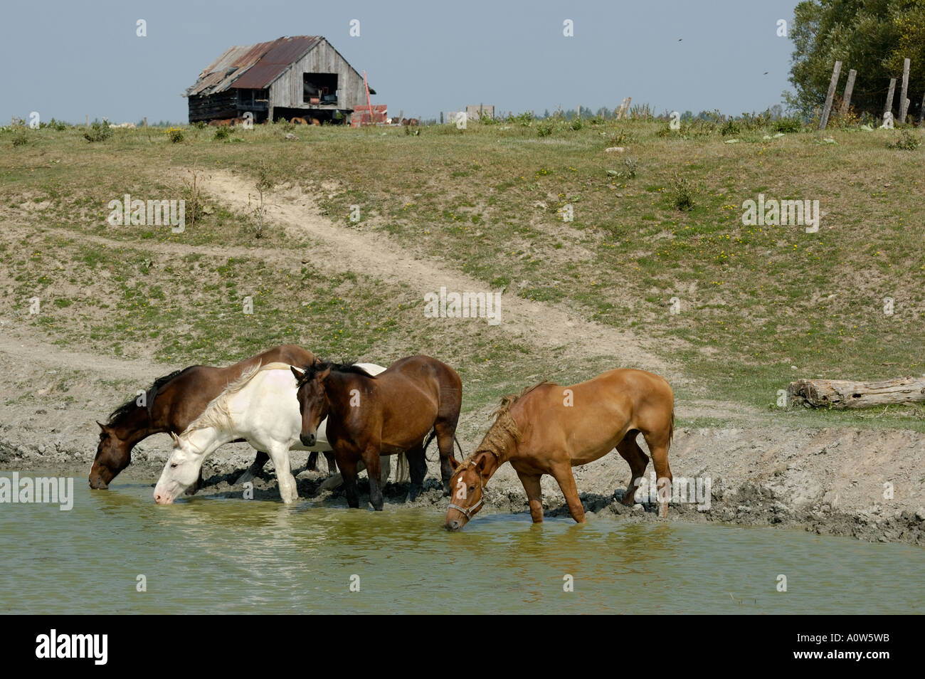 Vier Pferde am Wasserloch Teich mit alten Scheune Ontario Stockfoto