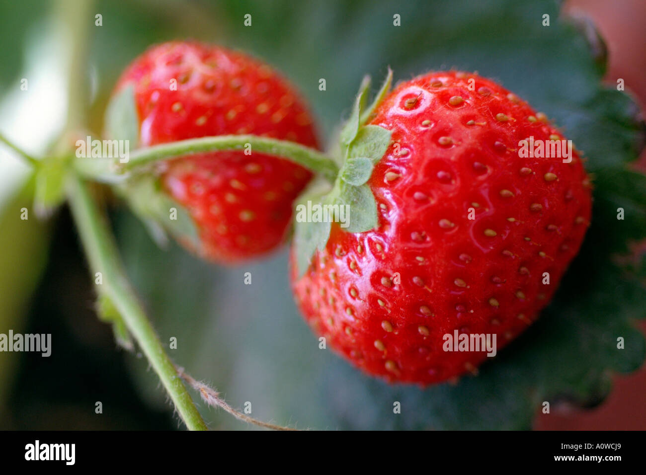 Rote Erdbeeren (Fragaria Ananassa) im Garten. Stockfoto