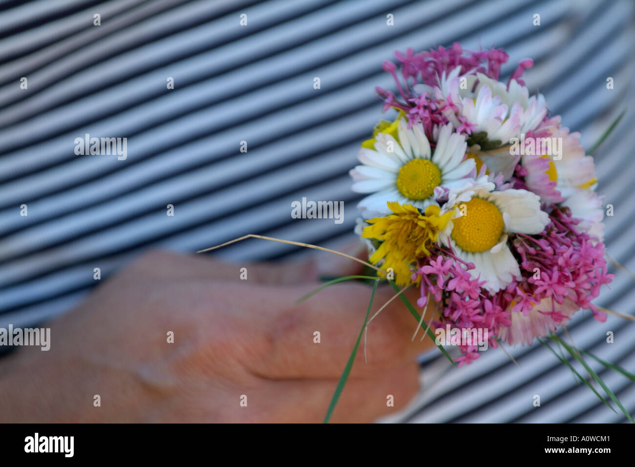 Zarte Frauenhand hält einen Blumenstrauß Stockfoto