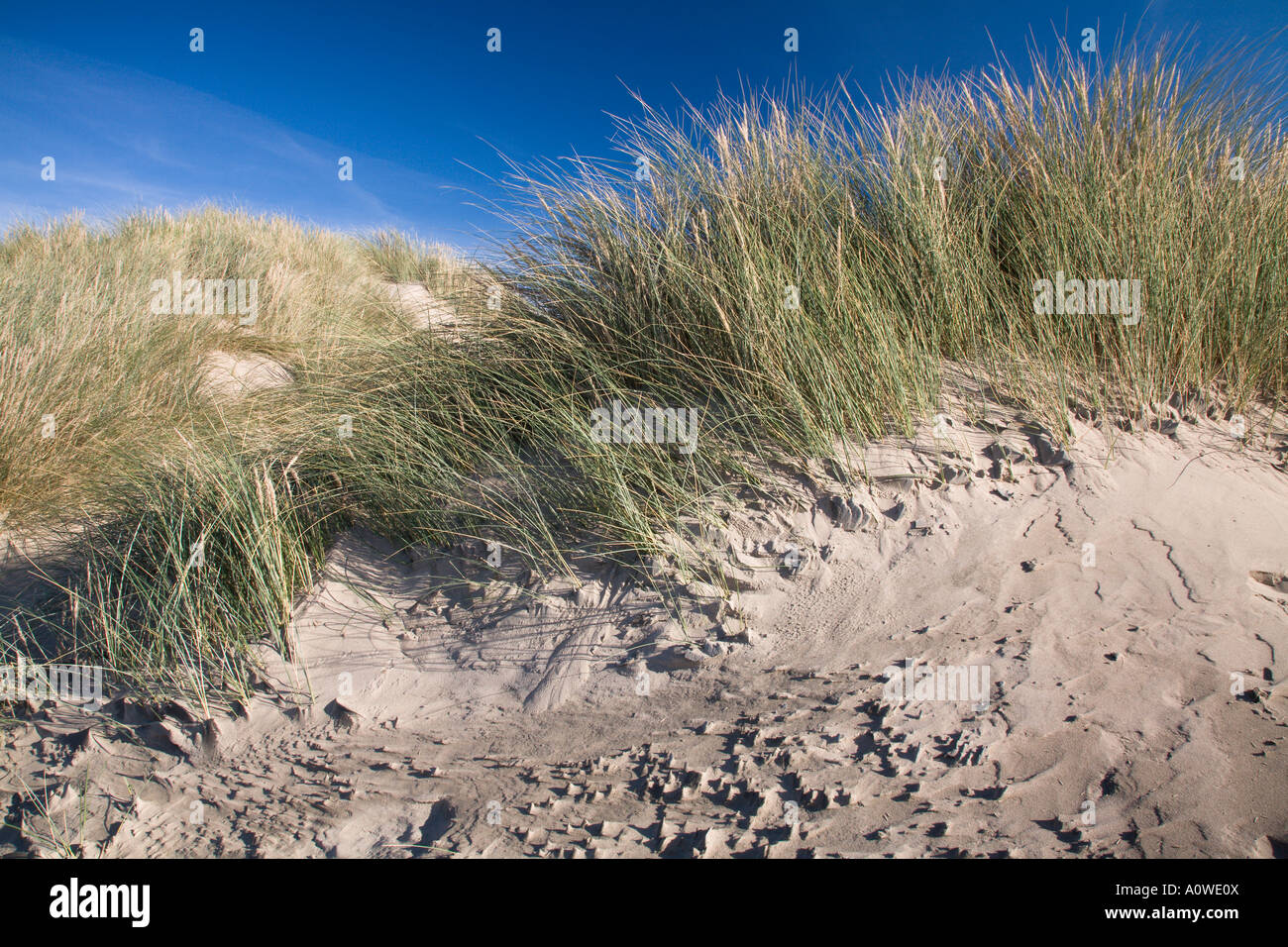 Dünen und Sandstrand nördlich von Borth Ceredigion Mitte Wales UK Stockfoto