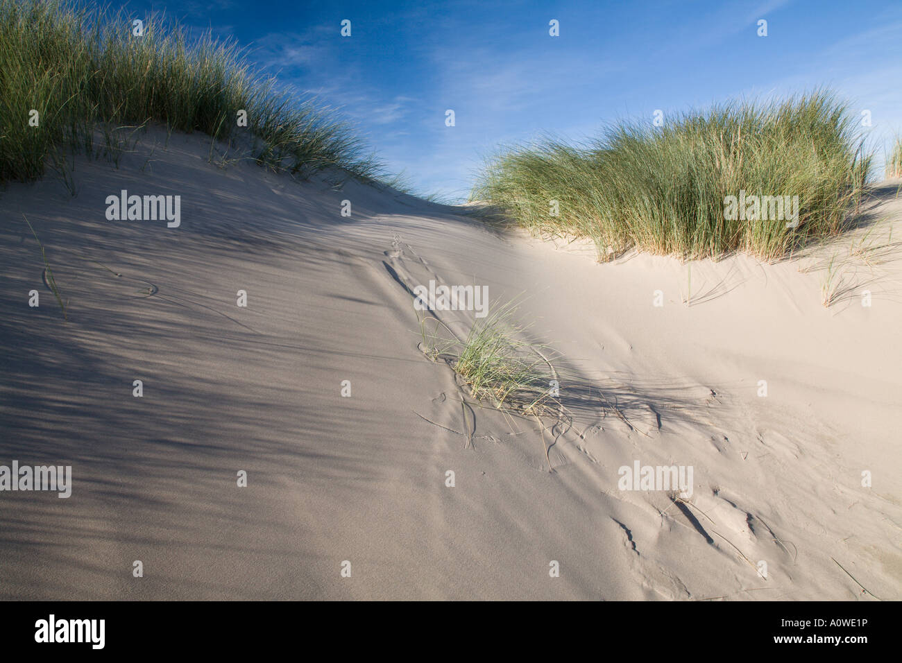 Dünen und Sandstrand nördlich von Borth Ceredigion Mitte Wales UK Stockfoto