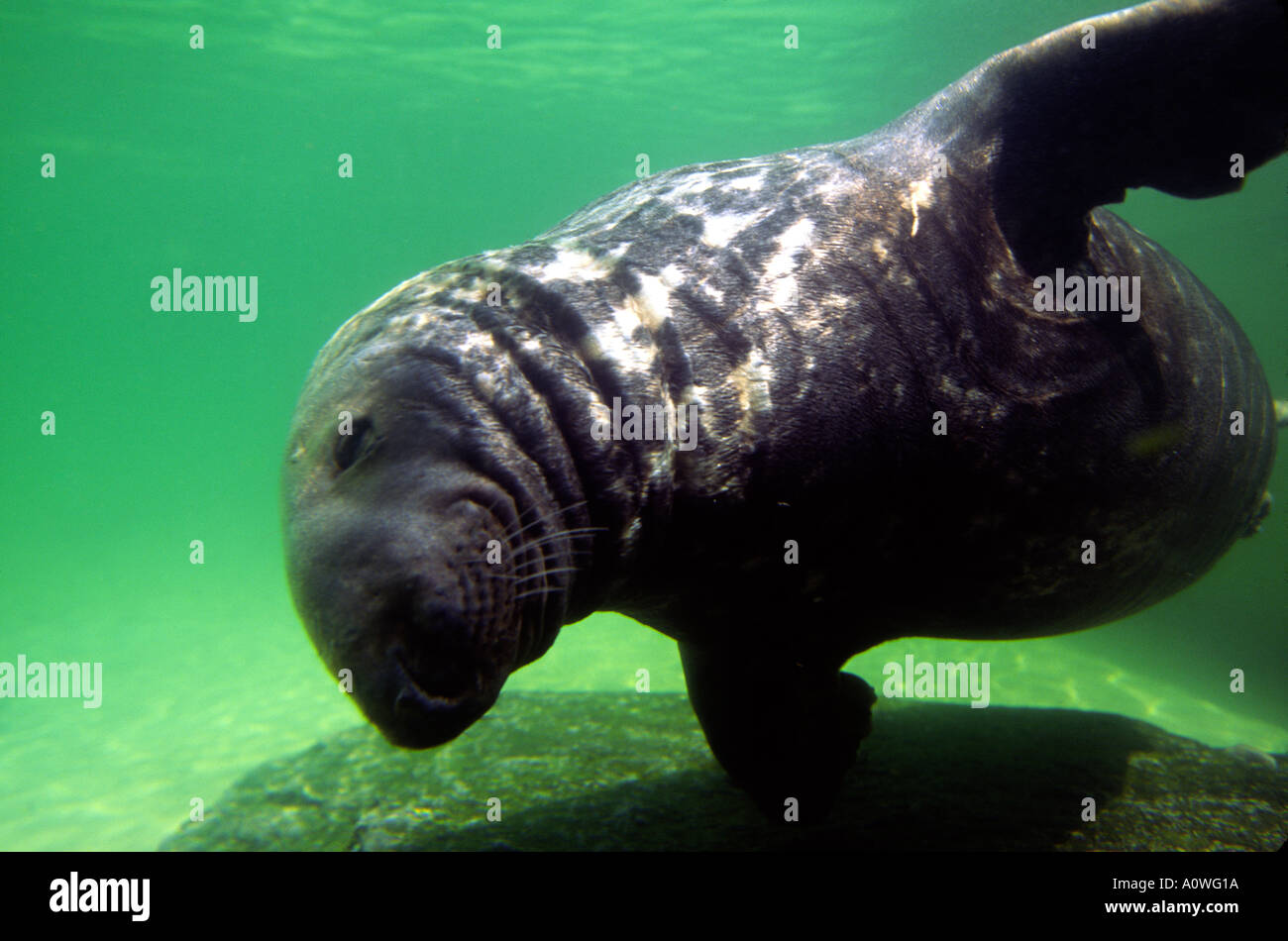 Aquarium-Dichtung Stockfoto