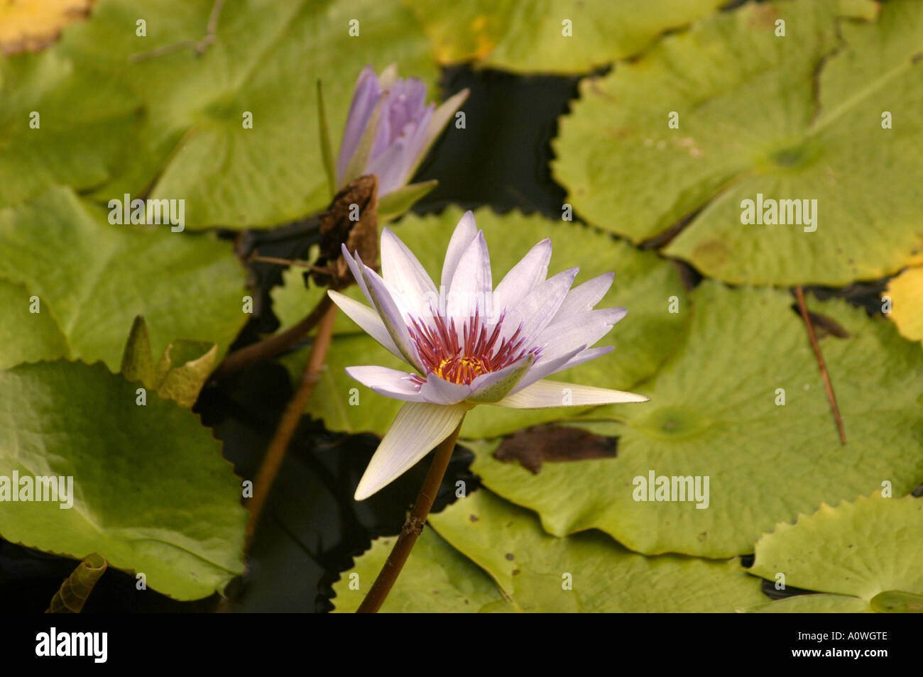 Tropischen lila Seerose Lilie Stockfoto