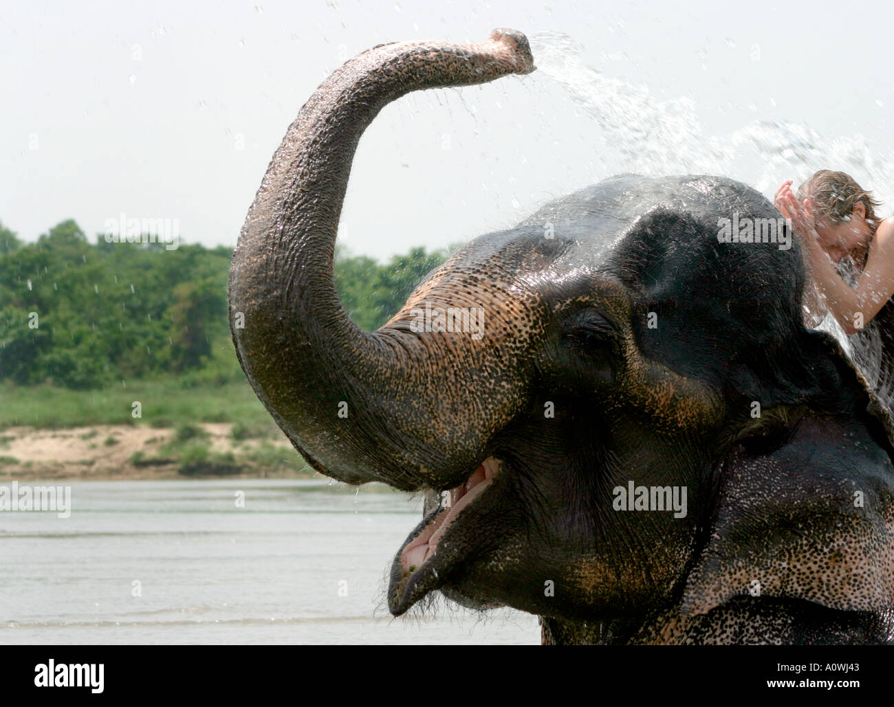 ein Elefant sprüht ein Tourist mit Wasser Stockfoto