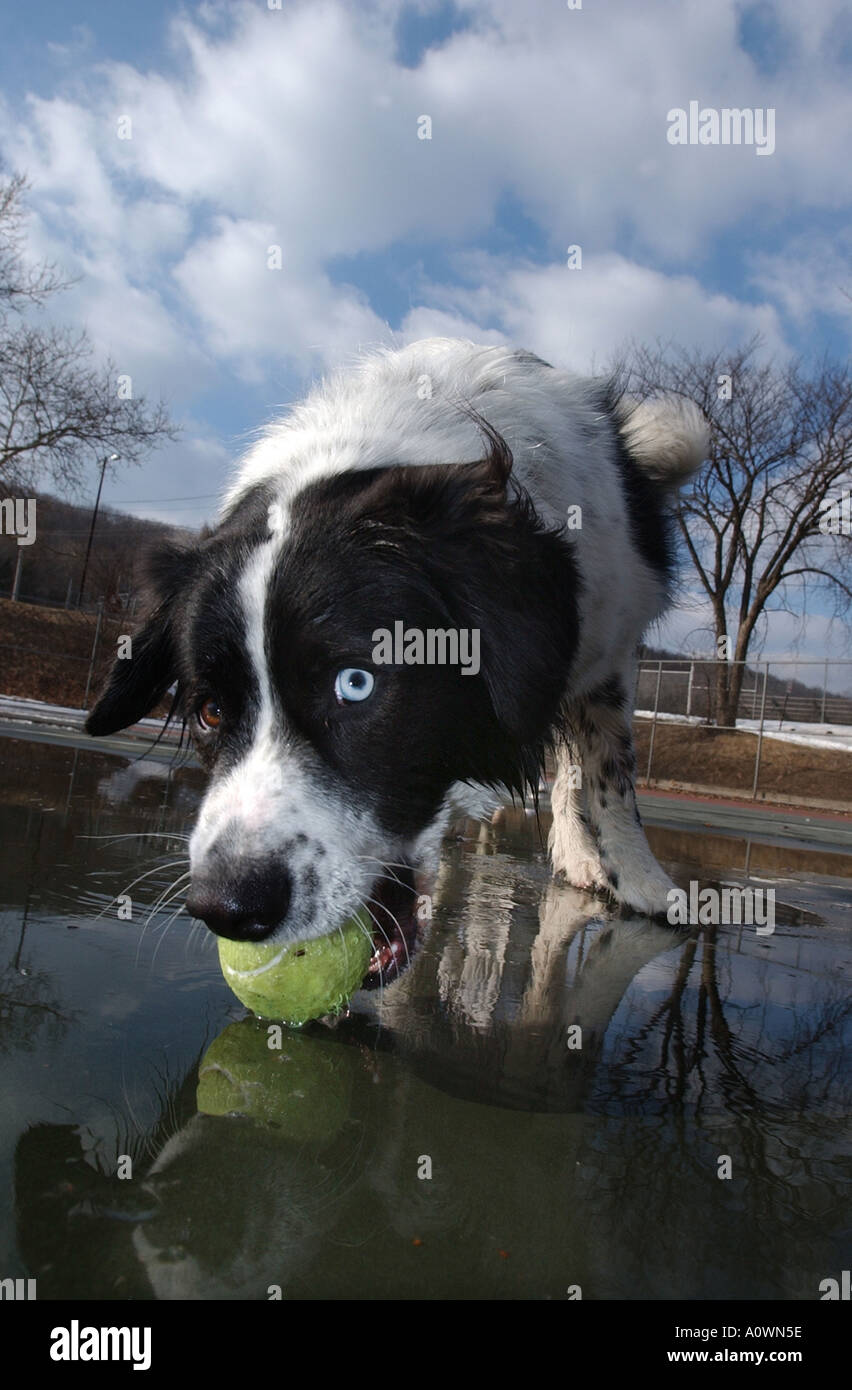 Ein Hund mit zwei verschiedenen farbigen Augen spielt mit einem Ball in eine Wasserpfütze mit dem Himmel reflektiert und Wolken Stockfoto