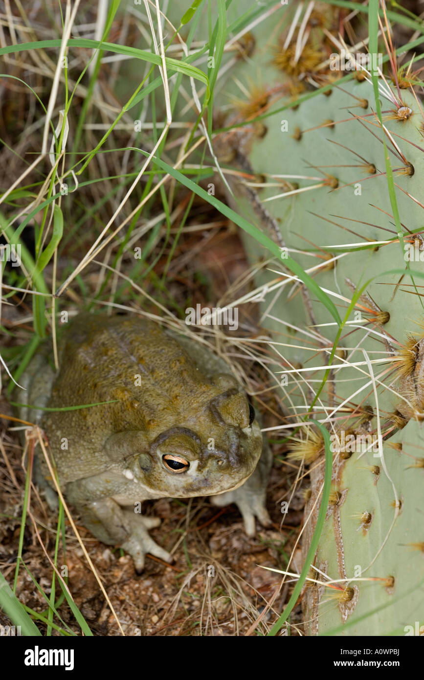 Sonoran Wüste Kröte Bufo Alvarius Arizona Stockfoto