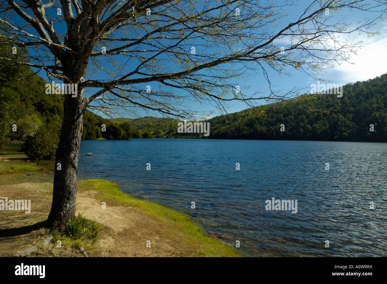 Nationalpark Huerquehue Villarrica Chaburga Chile Stockfoto