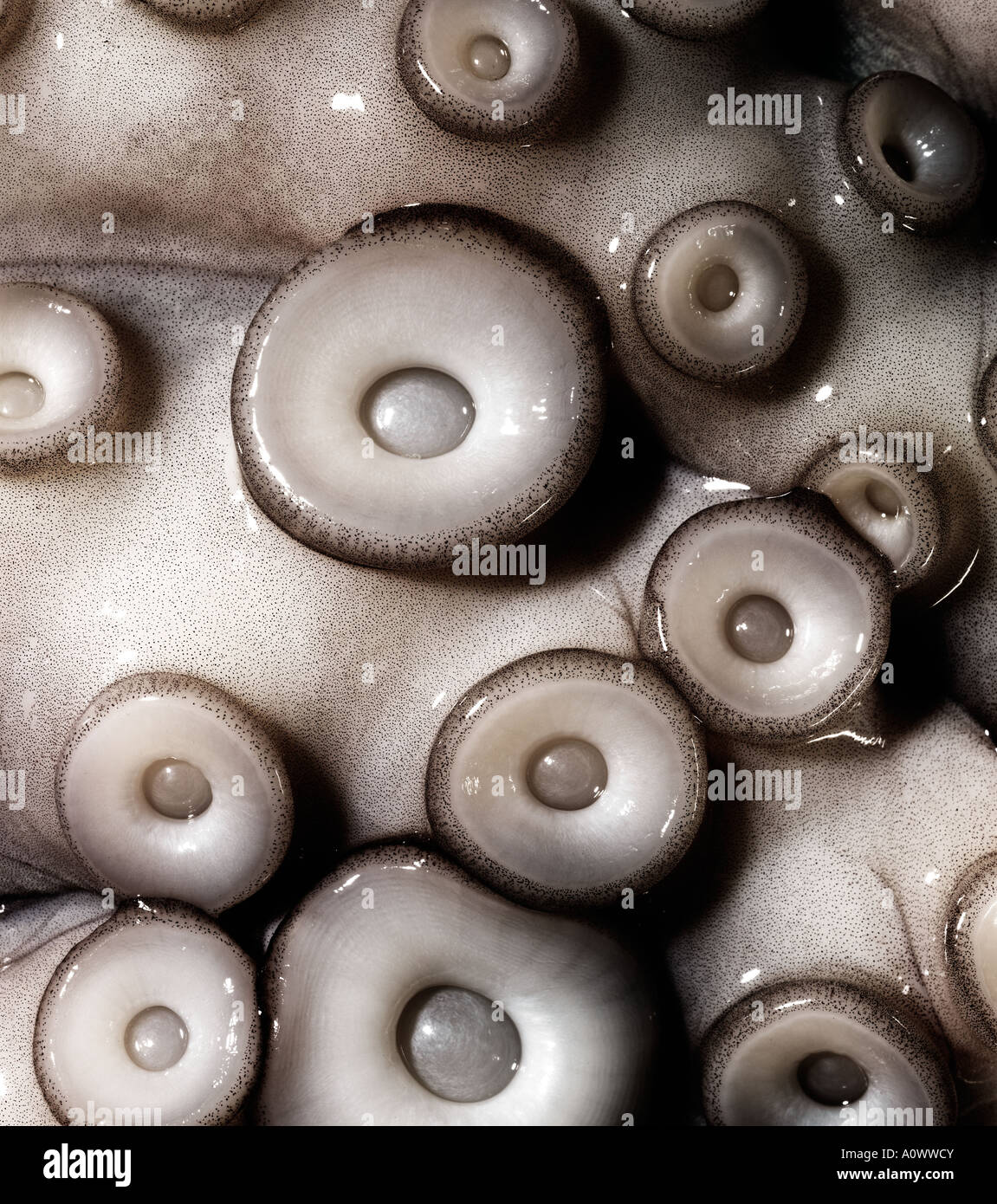 Krake erkochte nicht in der Nähe von Saugnäpfen Octopus Stockfoto