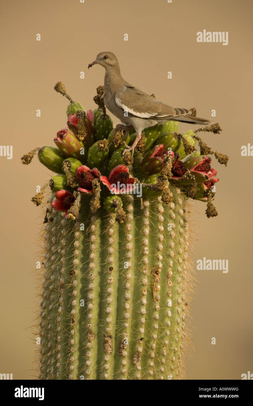 Weiß-winged Taube Zenaida Asiatica Fütterung Arizona Saguaro Früchte, Arizona Stockfoto