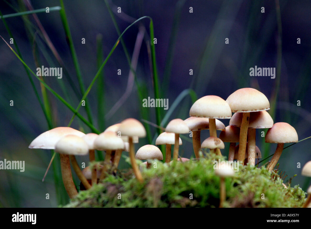 PILZE WÄCHST VON MOSS AN FAULENDEN BAUM FOTOGRAFIERT IN DER QUEEN ELIZABETH NATIONAL PARK, DER TROSSACHS SCOTLAND, UK Stockfoto