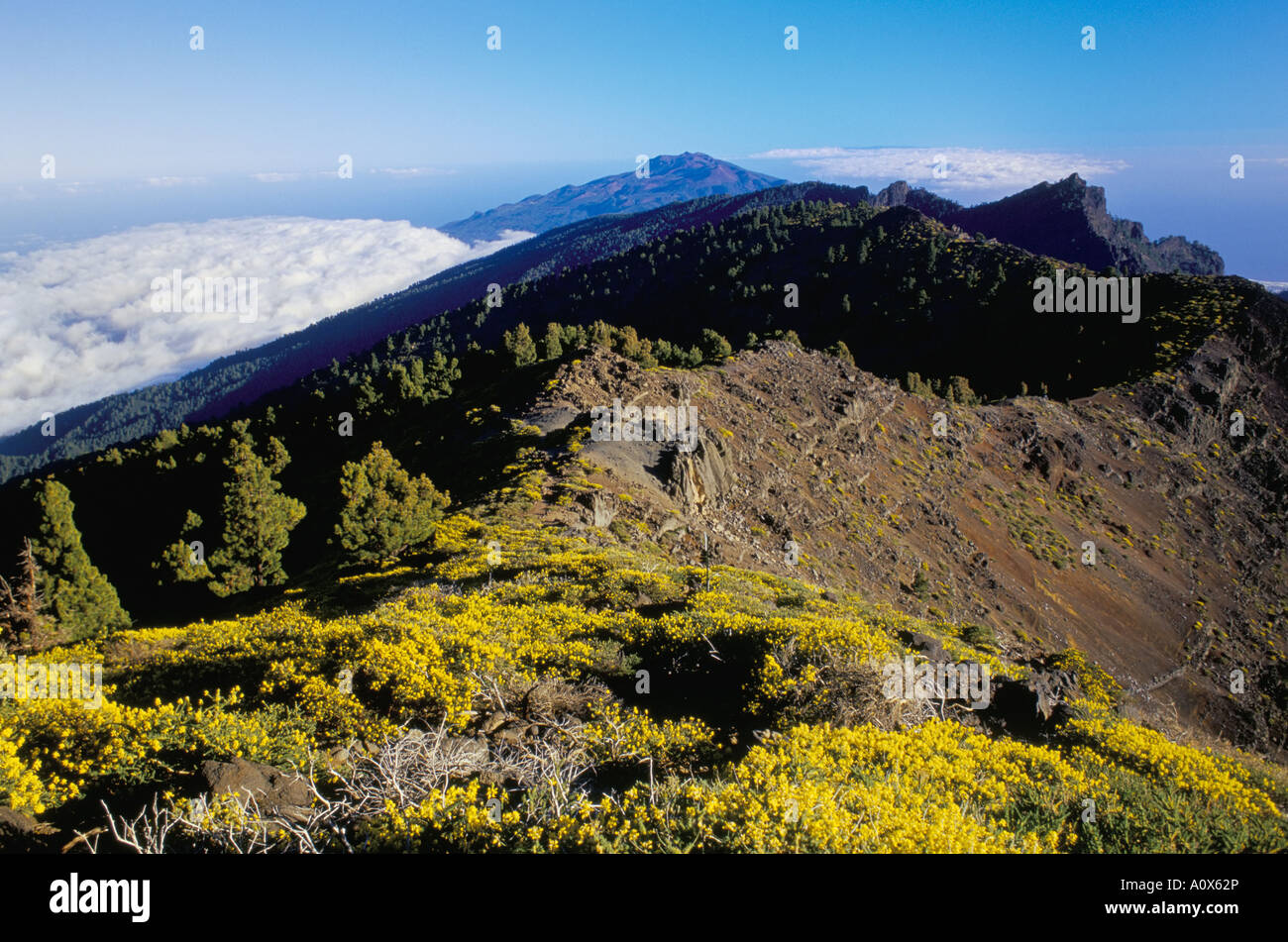Ansicht des Parque Nacional De La Caldera de Taburiente von Pico de las Nieves La Palma Kanaren Spanien Atlantik Europa Stockfoto