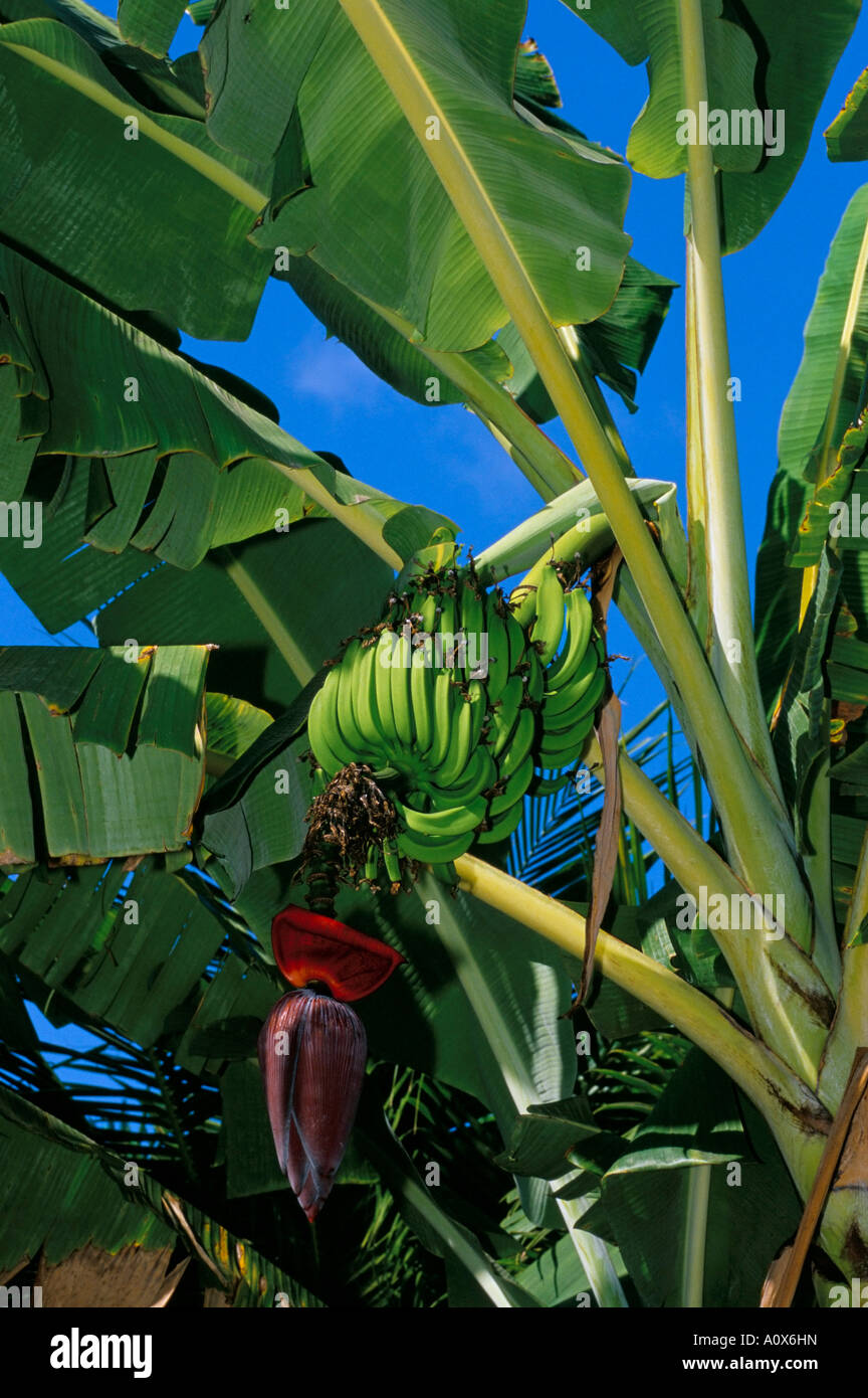 Bananen auf Banane Pflanze Barreirinhas Lencois Maranhenses Brasilien Südamerika Stockfoto