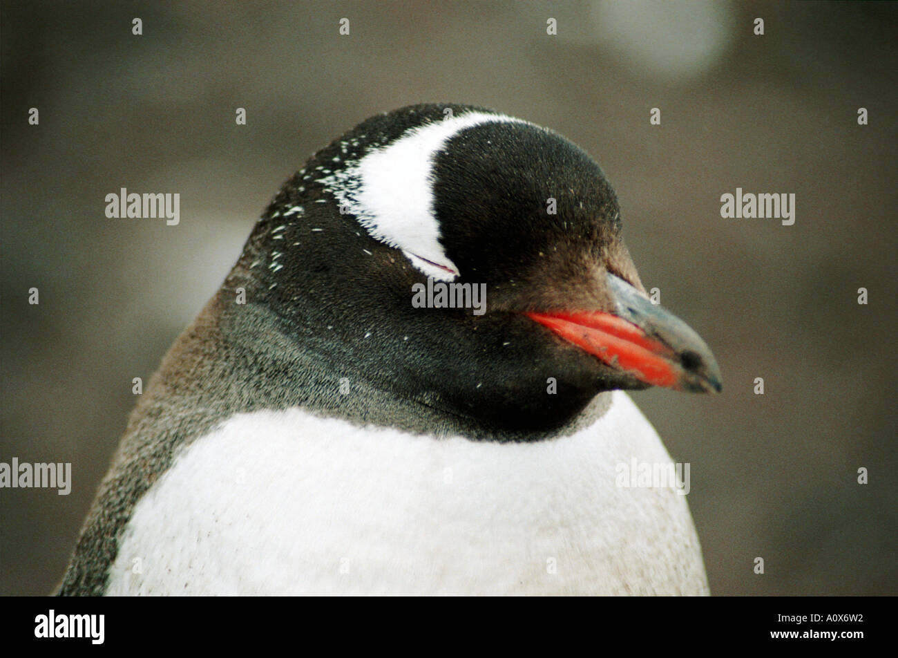 Chilenische Außenposten, Waterboat Punkt, Antarktis, Kinnriemen Pinguinkolonie Stockfoto