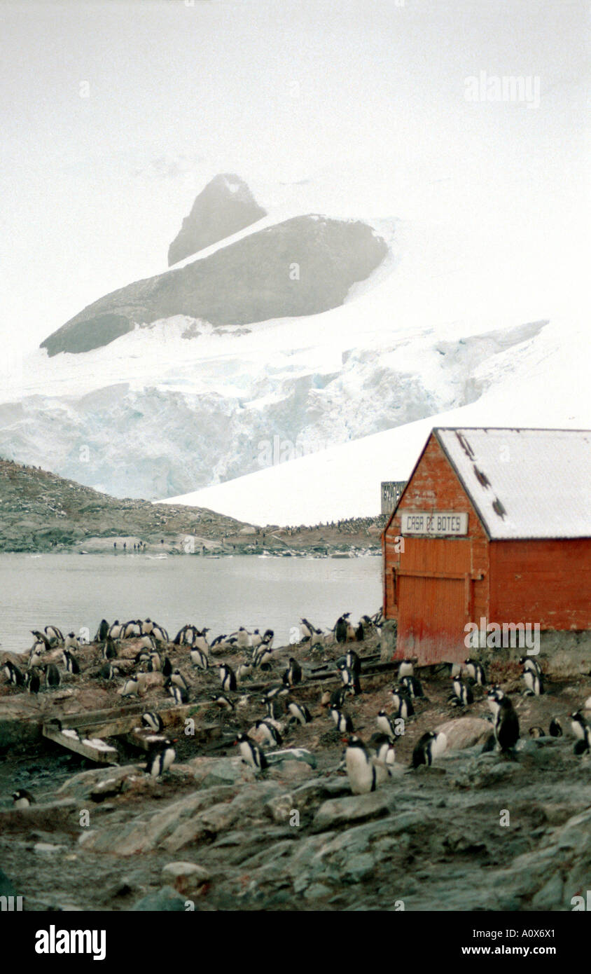 Chilenische Außenposten, Waterboat Punkt, Antarktis, Kinnriemen Pinguinkolonie Stockfoto