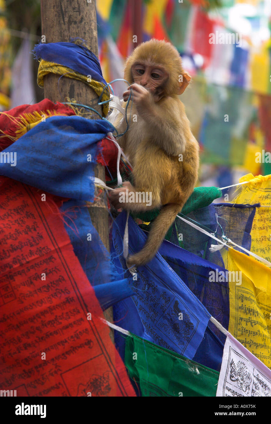 Indien West Bengal Darjeeling tibetischen Budhist Tempel in der Nähe von Chowrasta square junge Affe sitzt auf Gebetsfahnen auf einem Pfahl gebunden Stockfoto
