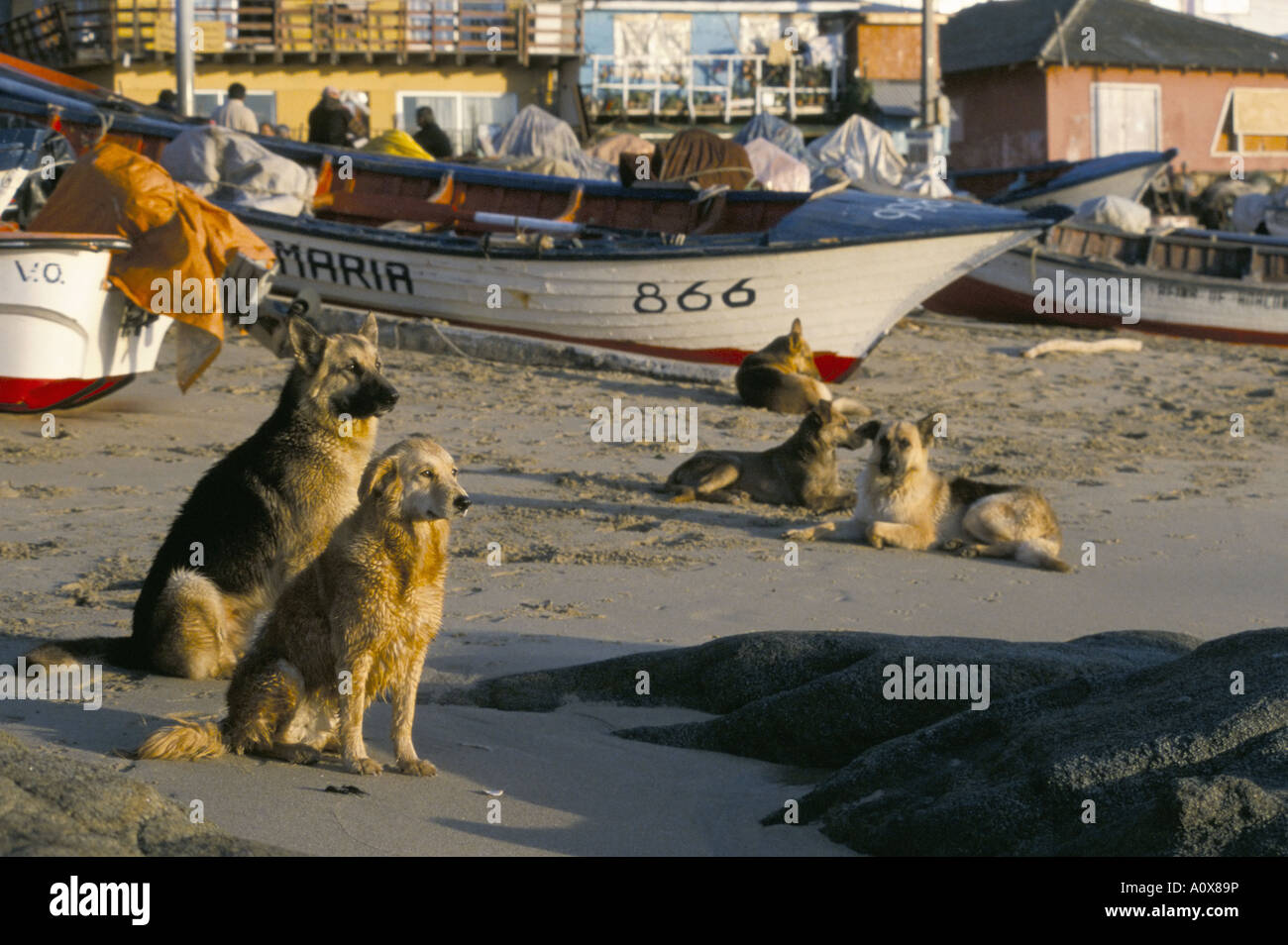 Fischer s Hunde warten auf ihre Rückkehr Horcon Chile Südamerika Stockfoto