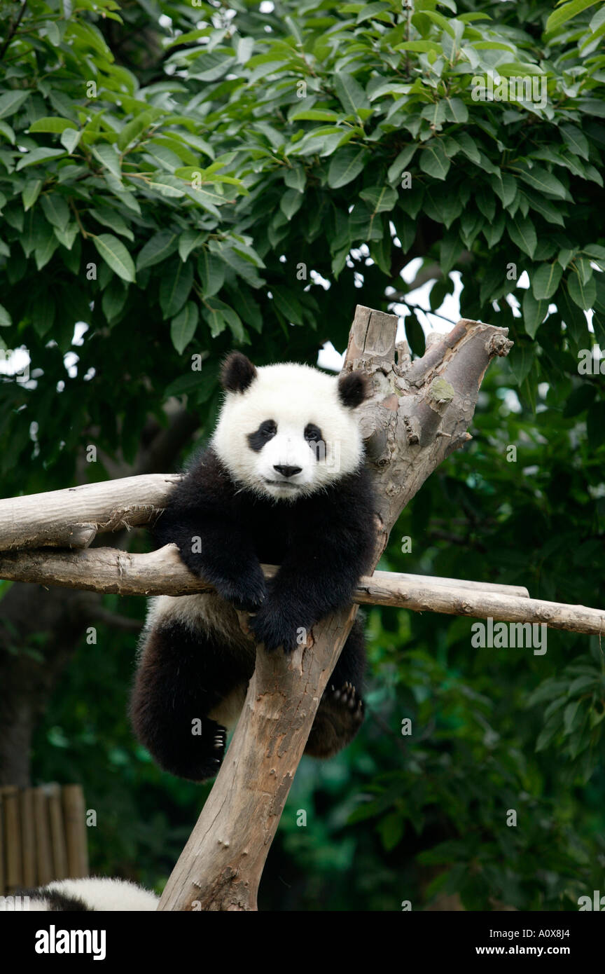 großer panda Stockfoto