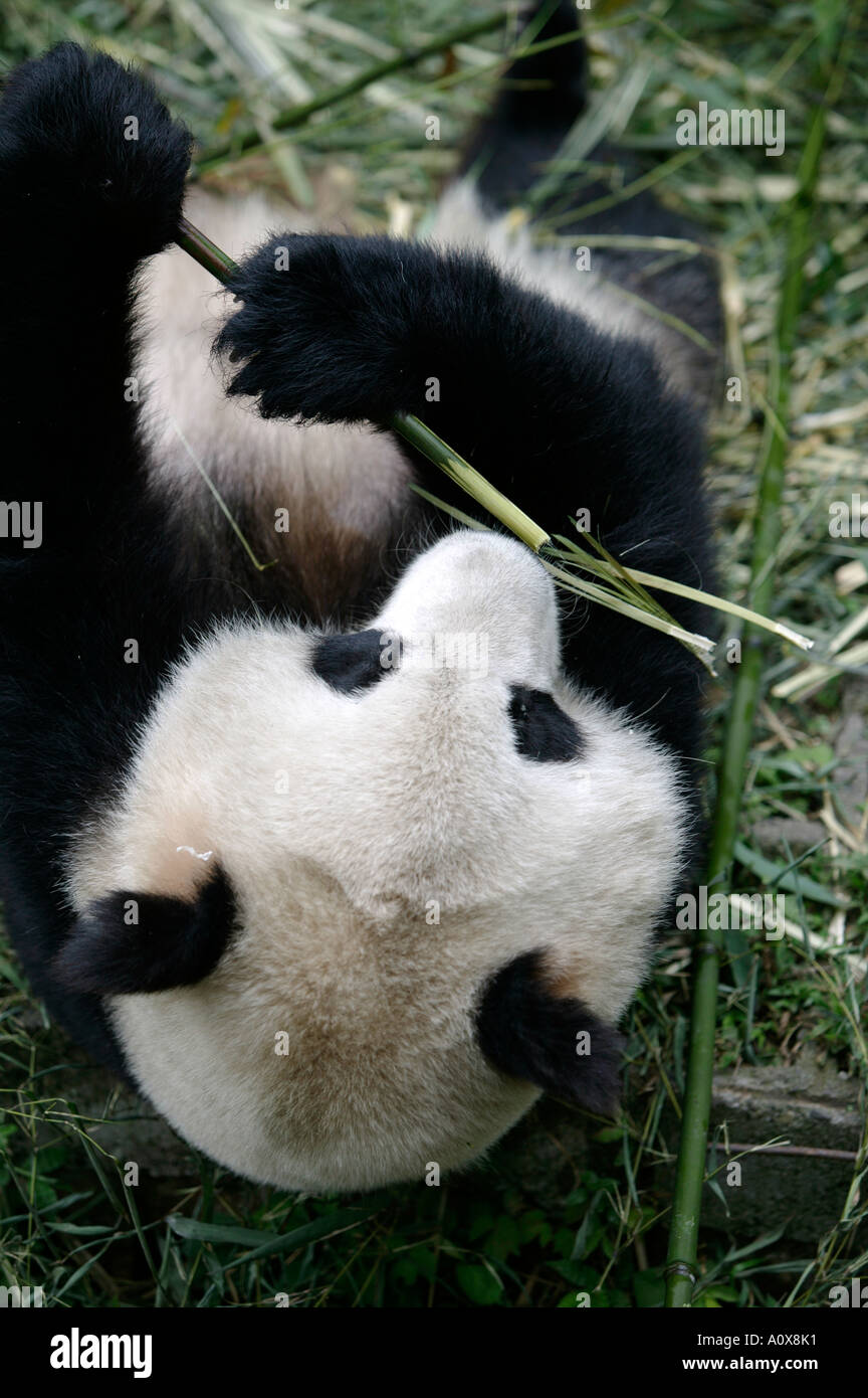 China Provinz Sichuan Stadt Chengdu großer Panda am Giant Panda Breeding Center Foto ANGELO CAVALLI Stockfoto