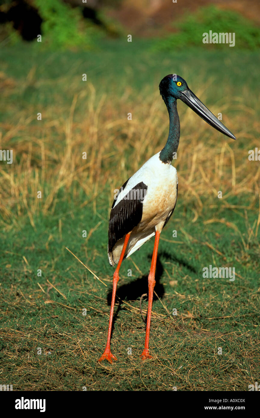 Schwarze weibliche Jabiru necked Storch Nahrung Asiaticus Western Australia Australien Pazifik Stockfoto