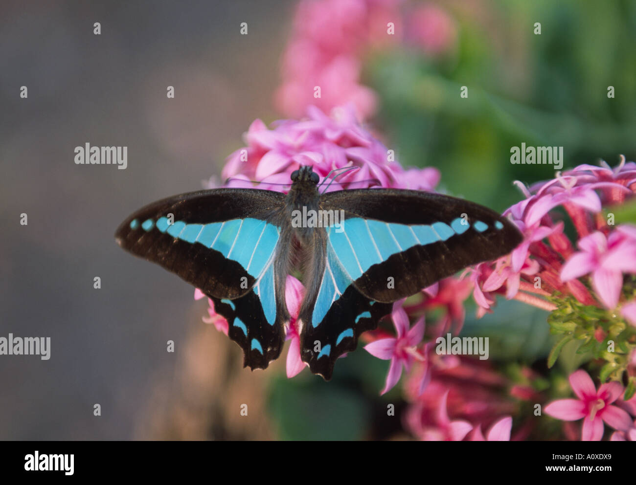Blaues Dreieck Schmetterlinge sind häufige Besucher zu australischen Gartenblumen Stockfoto