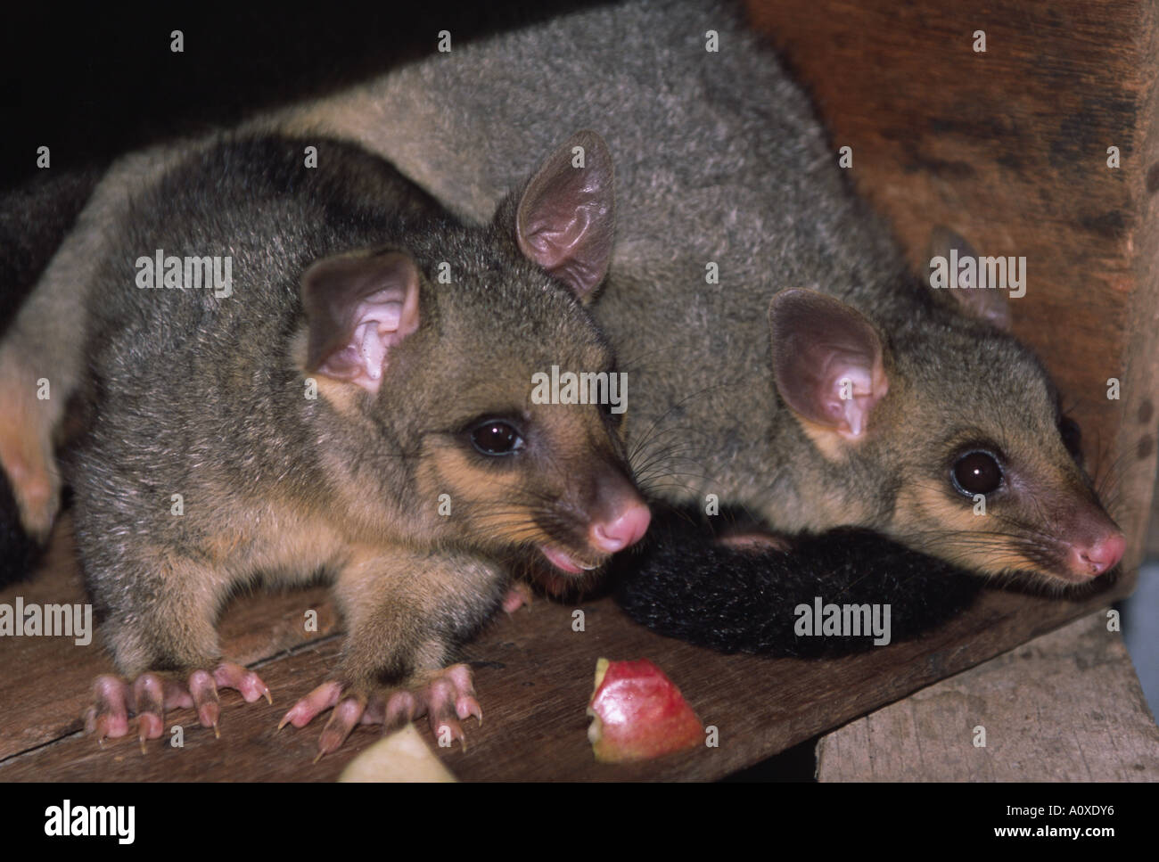 Australischen Opossums, wie diese jungen Zwillinge machen sich zu Hause regelmäßig in landwirtschaftlichen Gebäuden. Stockfoto