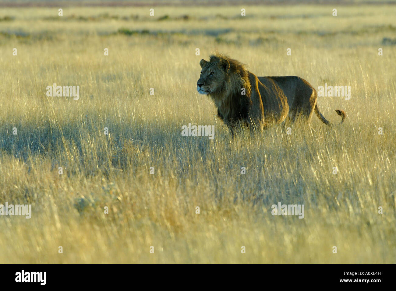 Löwe (Panthera Leo) steht bei Gegenlicht Stockfoto