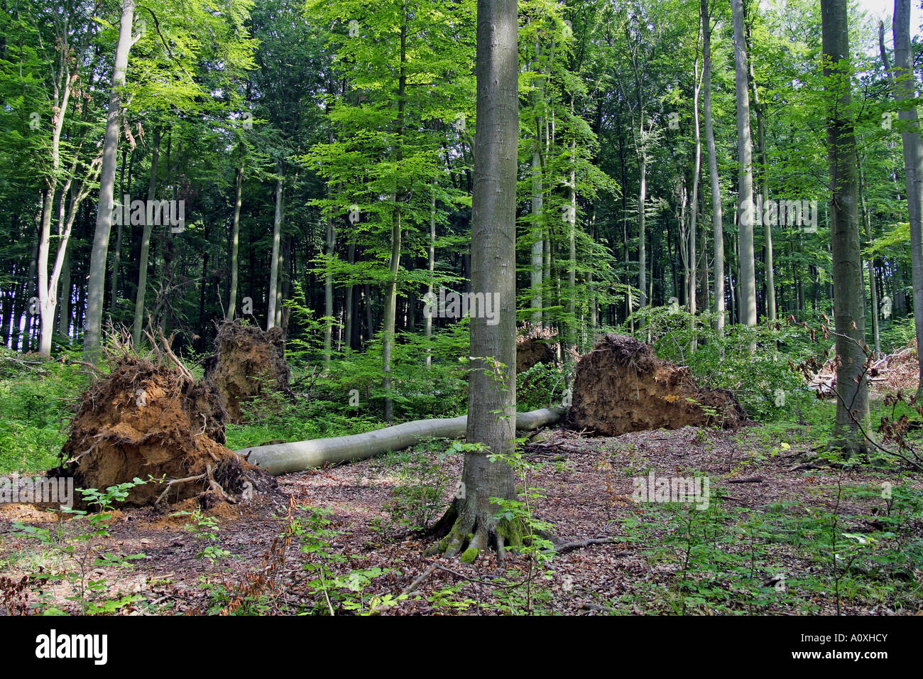 Fallende Buche Bäume im Wald nach einem Sturm Stockfoto