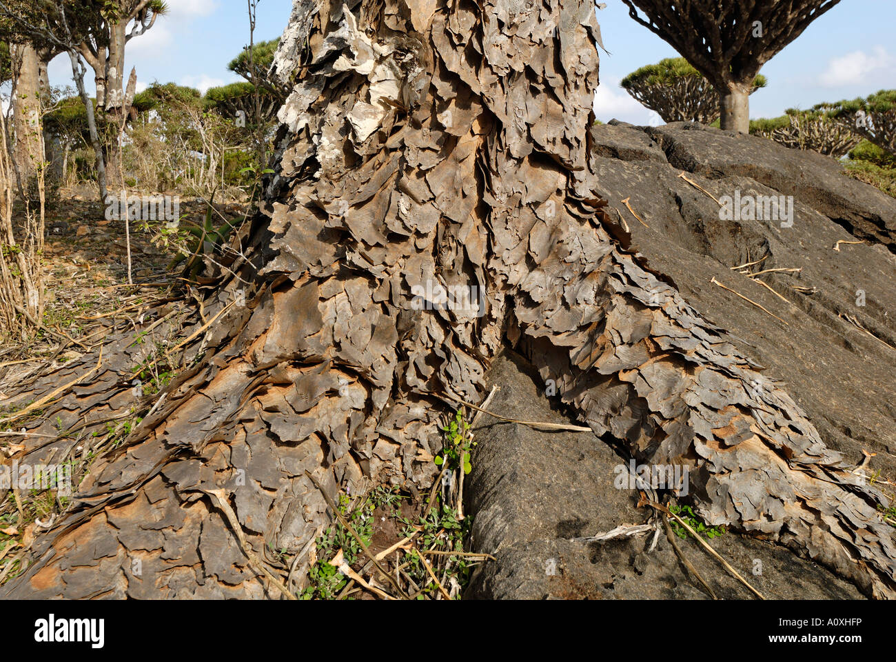 Kanarischen Drachenbaum (Dracaena Draco) auf Socotra Island, UNESCO-Weltkulturerbe, Jemen Stockfoto