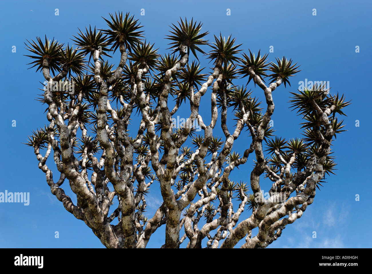 Kanarischen Drachenbaum (Dracaena Draco) auf Socotra Island, UNESCO-Weltkulturerbe, Jemen Stockfoto