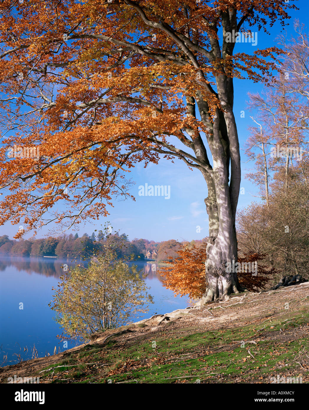 Lake Virginia Water Windsor Great Park Berkshire England England Europa Stockfoto