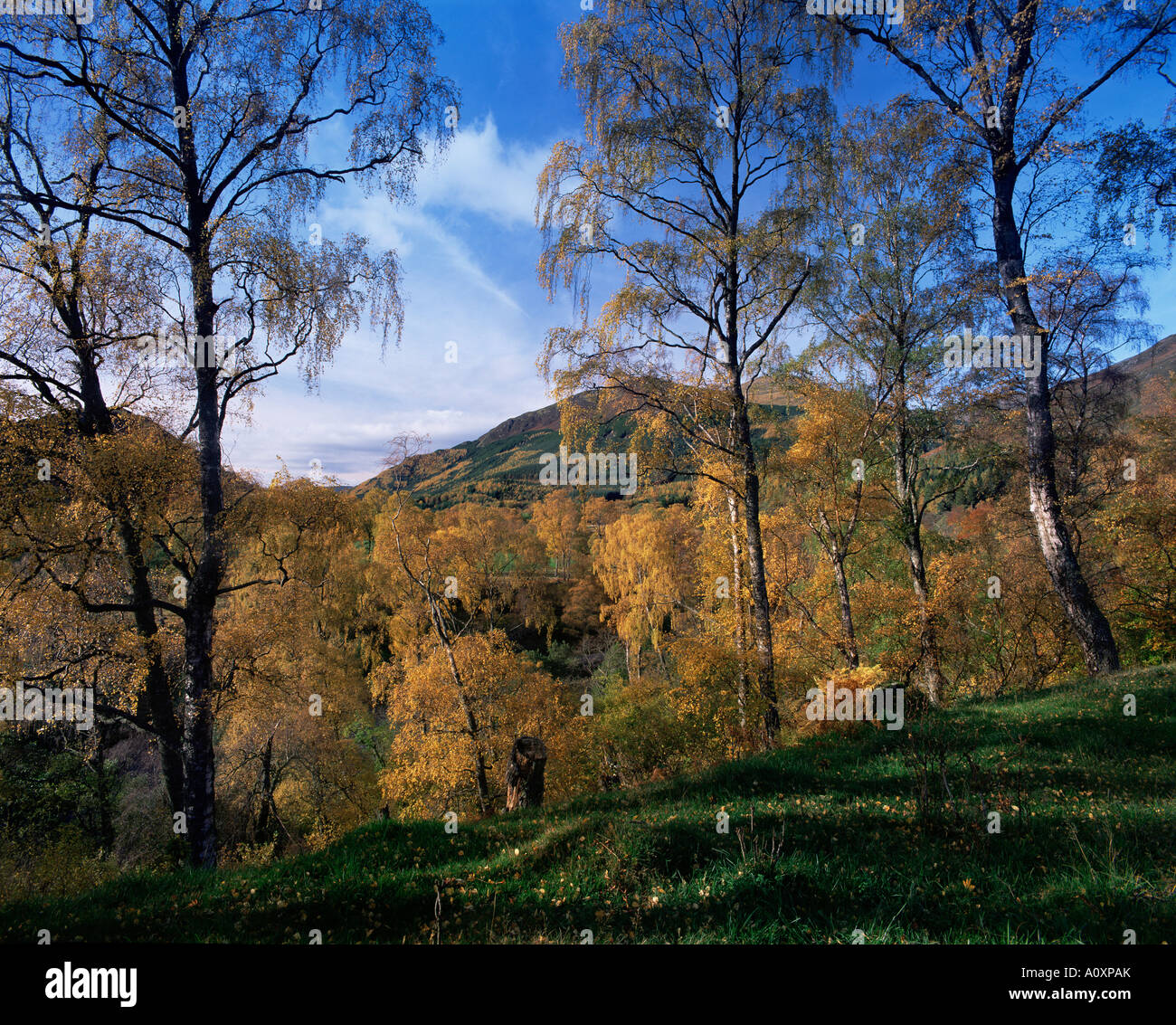 Birken im Herbst Glen Lyon Tayside Schottland Großbritannien Europa Stockfoto