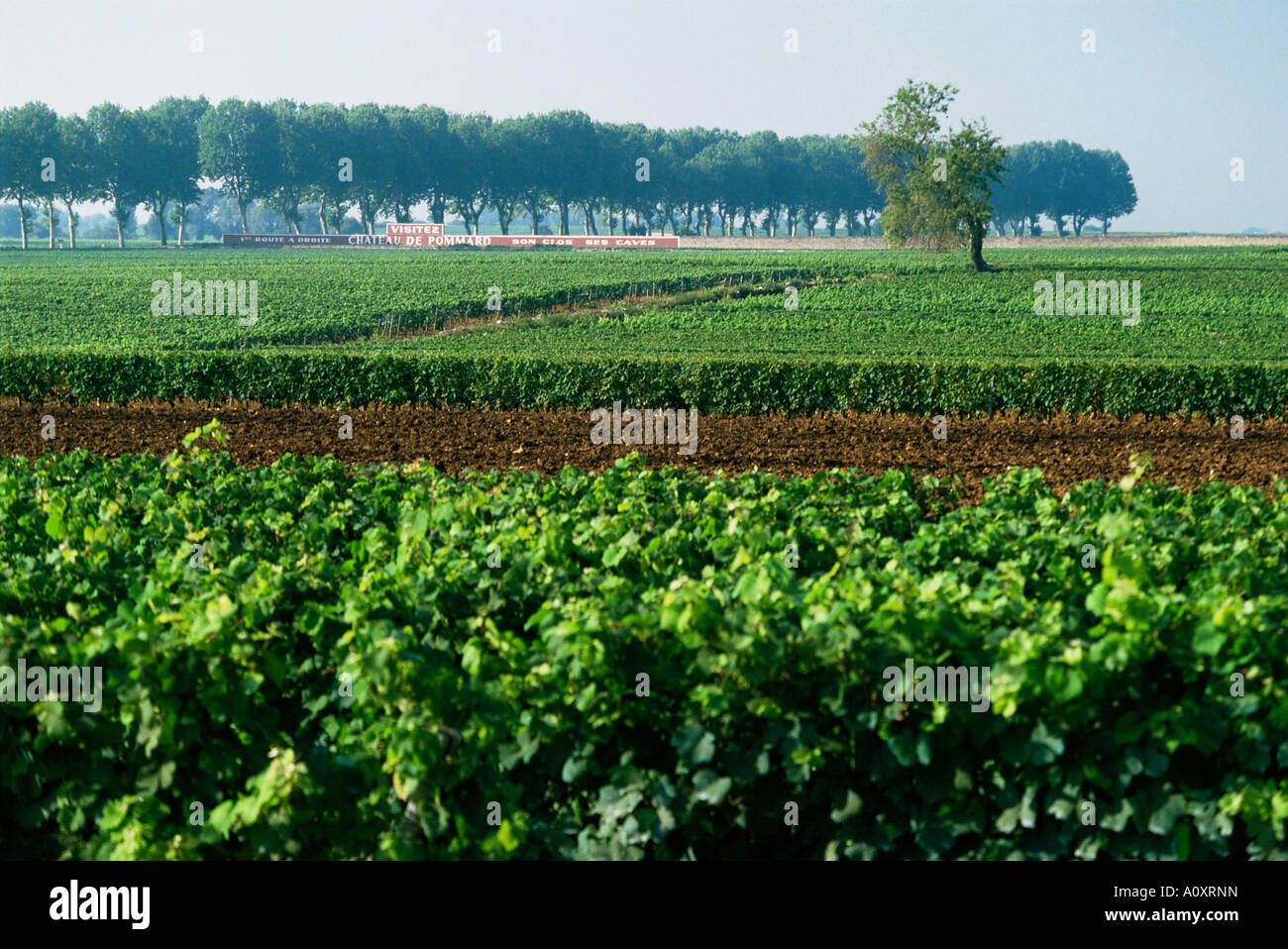 Côtes de Beaune Weinberge in der Nähe von Beaune Burgund Frankreich Europa Stockfoto