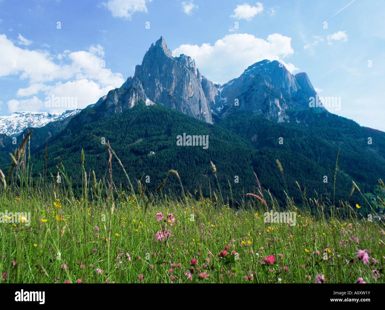 Mai-Blumen und montieren Schlern Sclern Dolomiten Trentino Alto Adige South Tirol Italien Europa Stockfoto