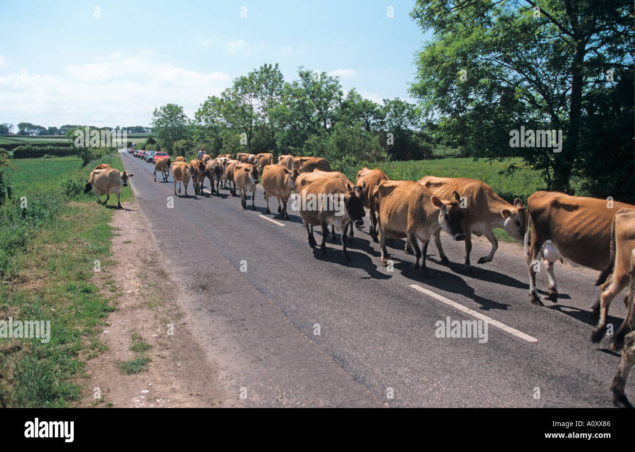 Jersey Kühe beim Melken von Zeit-Norfolk Stockfoto