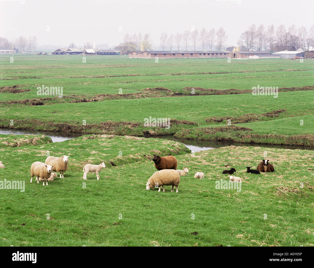 Schafe und Farmen auf neu gewonnenem Polder landet in Amsterdam Holland Europa Stockfoto