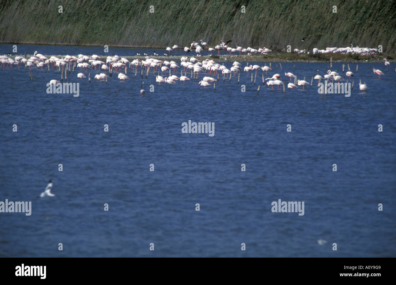 Flamingos Molentargius Teich Cagliari Sardinien Italien Stockfoto