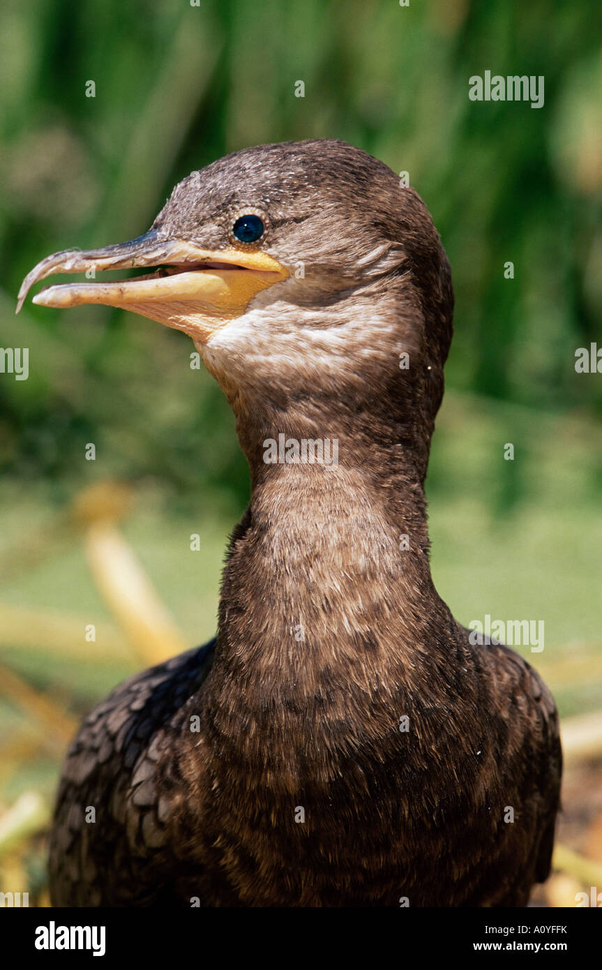 Porträt von einem schwarzen Kormoran Chanco Titicaca Bolivien Südamerika Stockfoto