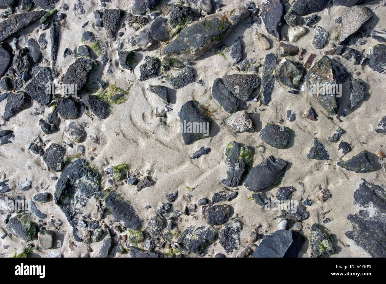 Algen und Felsen an einem französischen Strand Stockfoto