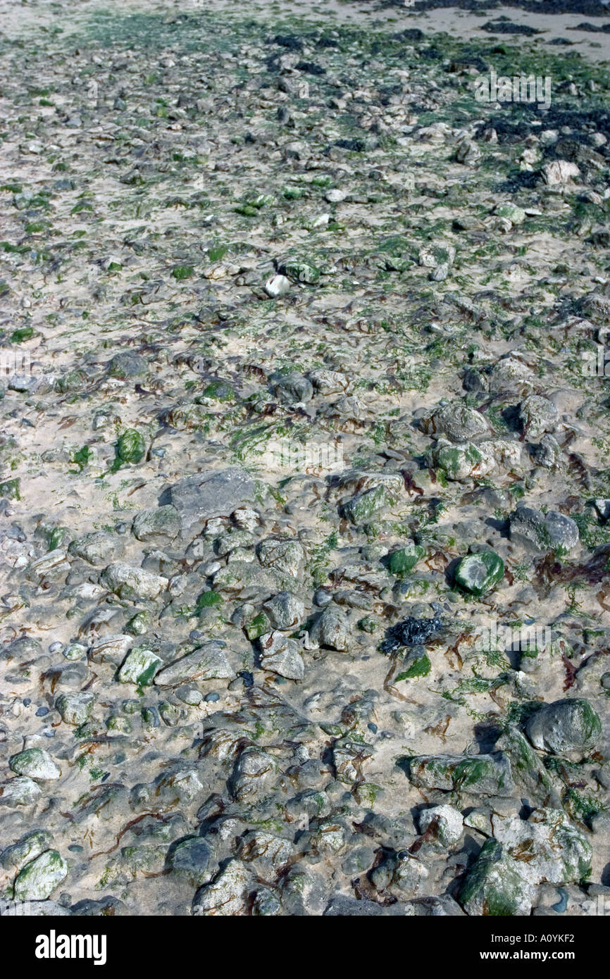 Algen und Felsen an einem französischen Strand Stockfoto