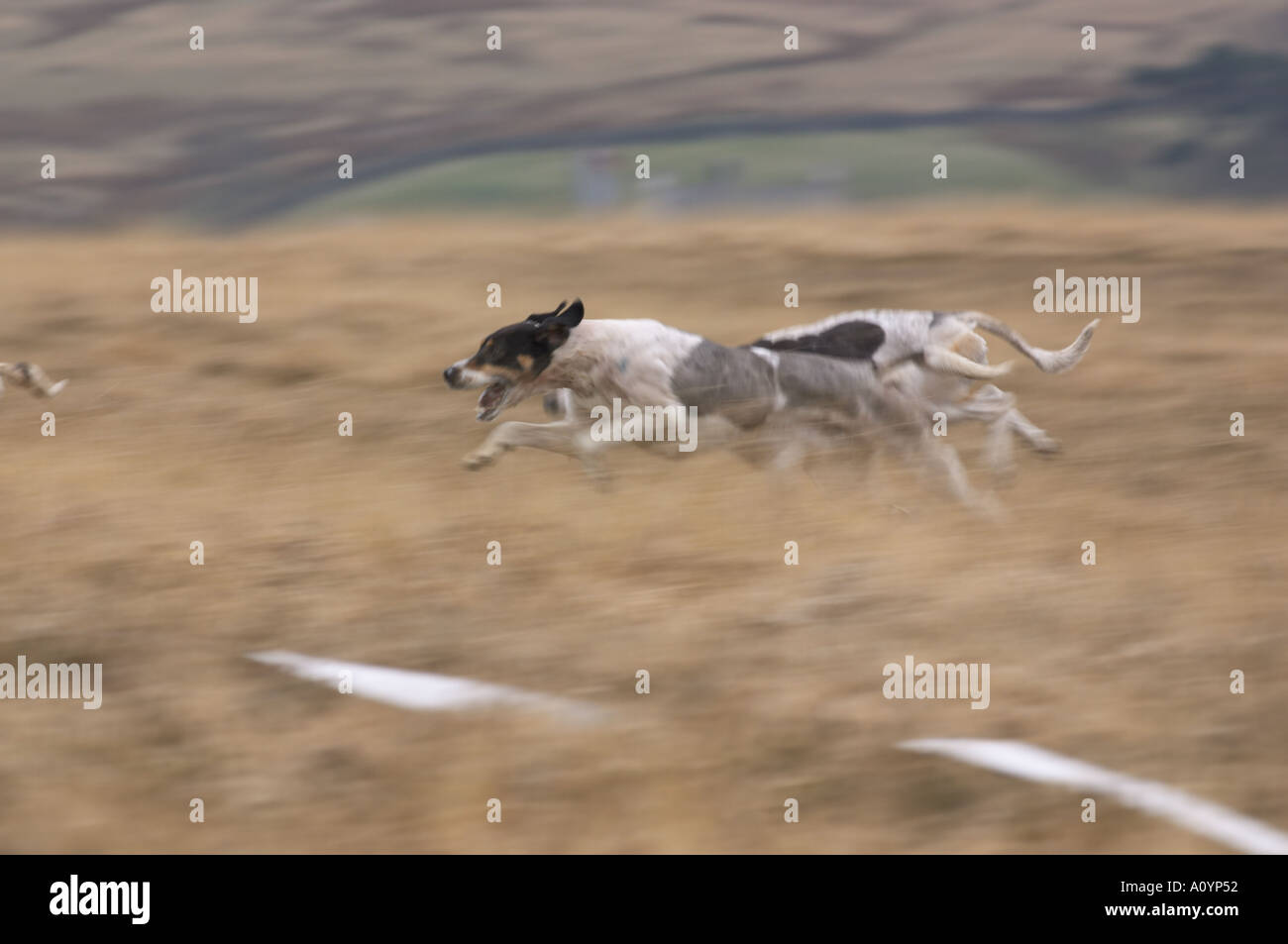 Trail-Hunde Rennen auf Cumbria fells Stockfoto