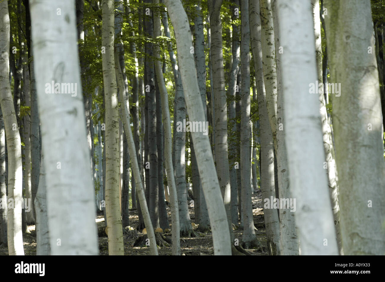 Wald, Baumstämme, Buche Stockfoto