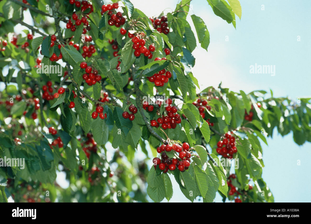 frische rote Kirschen hängen an den Kirschbaum blaue Himmel Frucht Früchte essen süß Cherrytree grüne Blätter Blattfeder Zeit frühen summe Stockfoto