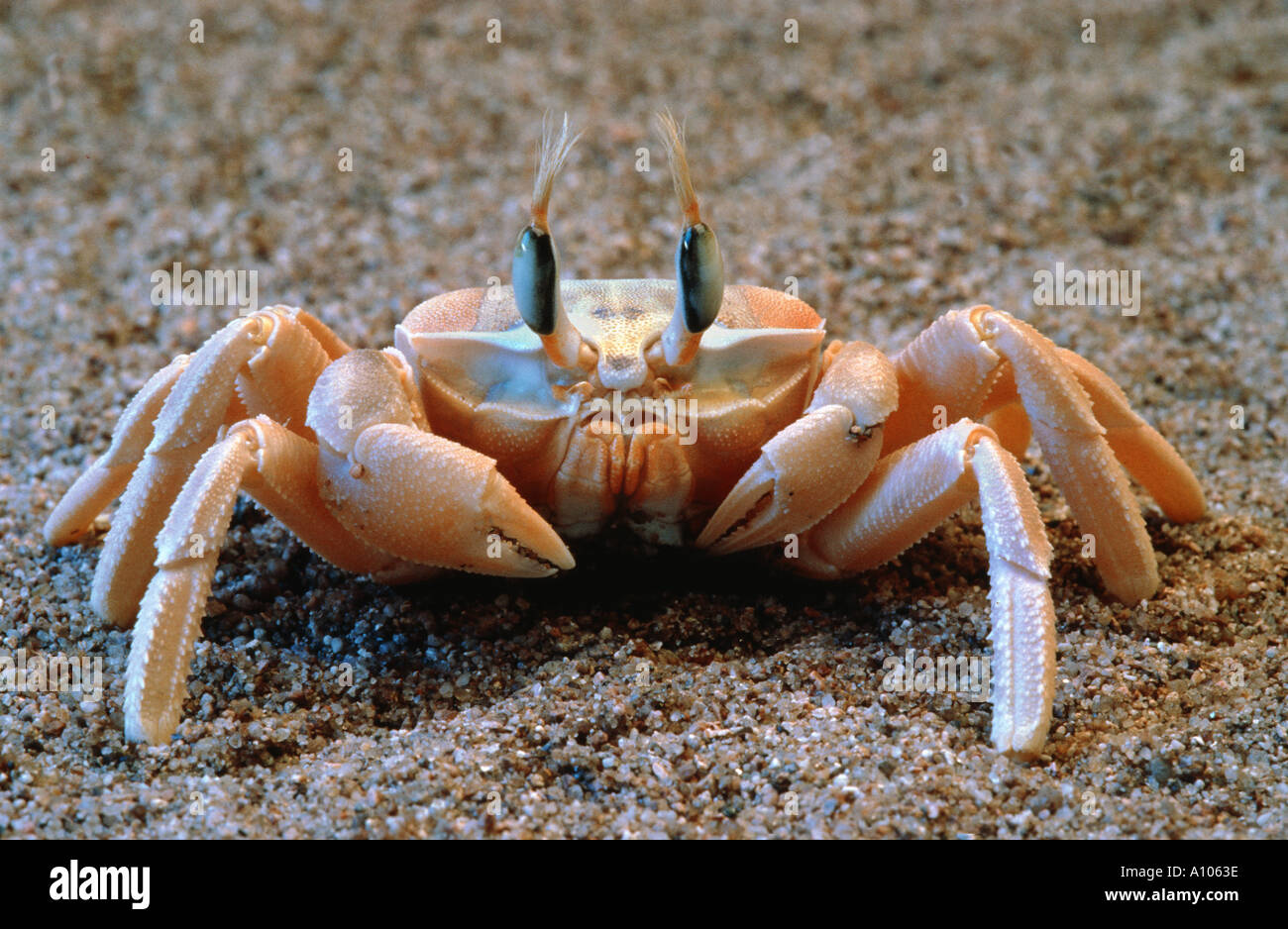 Krabben Sie am Strand REITERKRABBE Gattung Ocypode Decapoda Crustacea Ghost Krabbe gelben Sand Krabbe Stockfoto